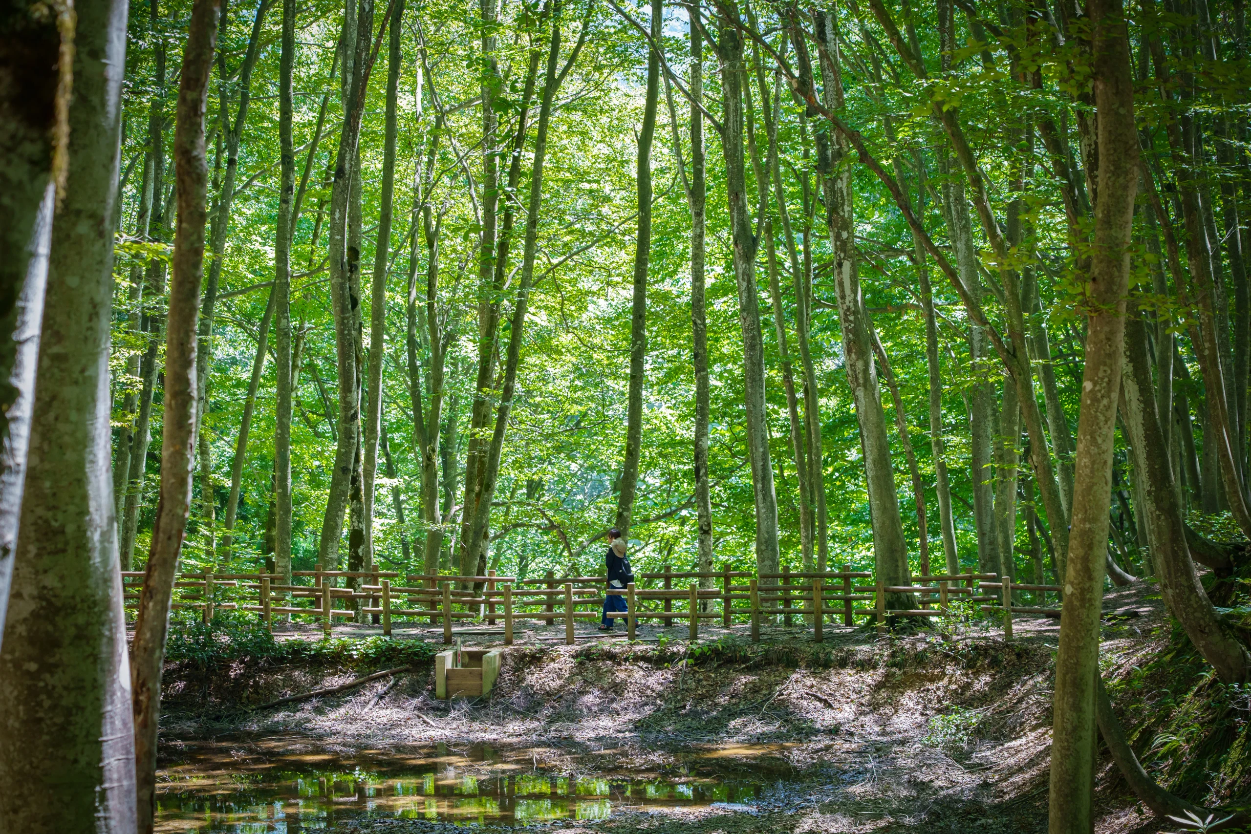 Bijinbayashi Forest