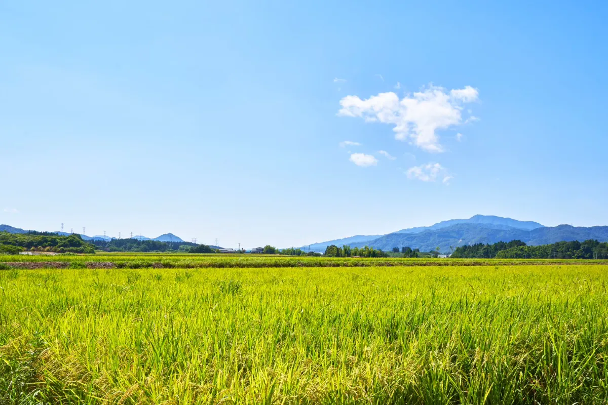 新発田の田園地帯