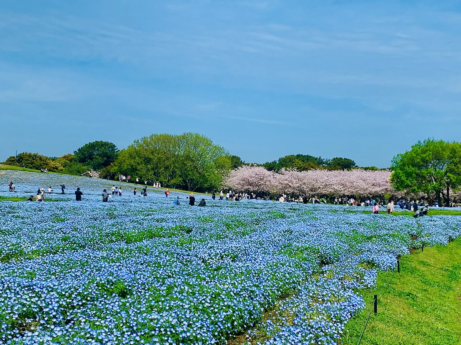 お花畑