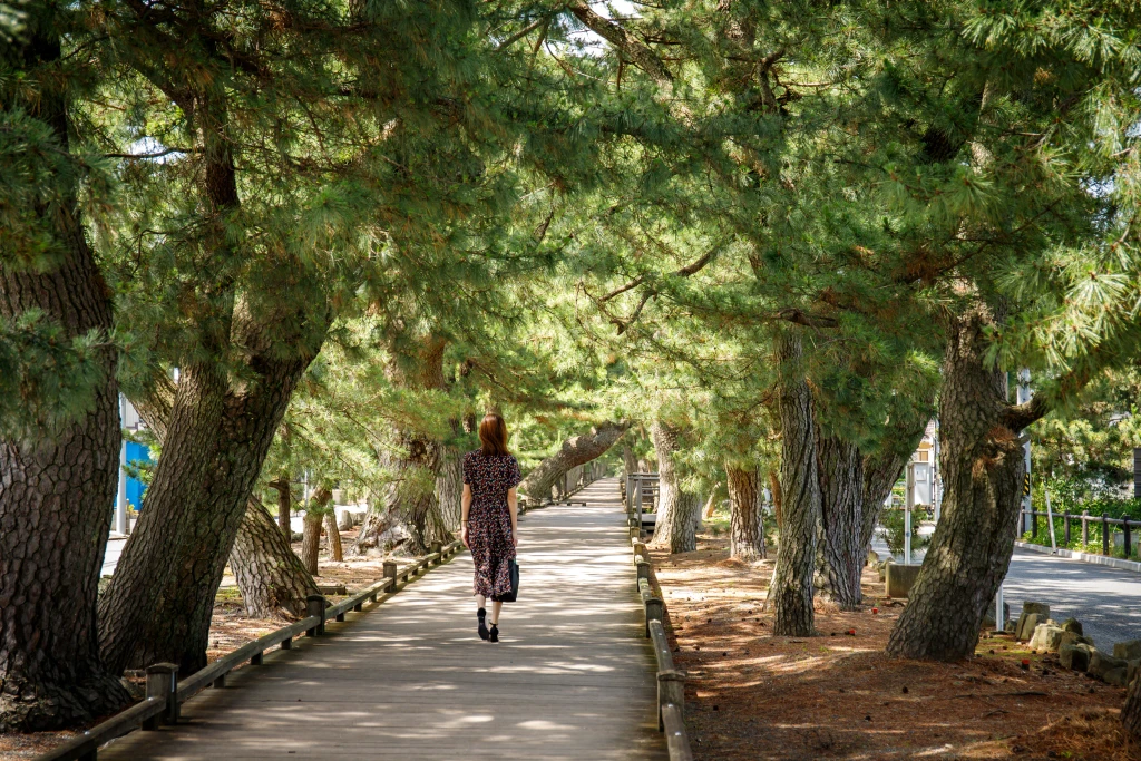 Miho-no-Matsubara