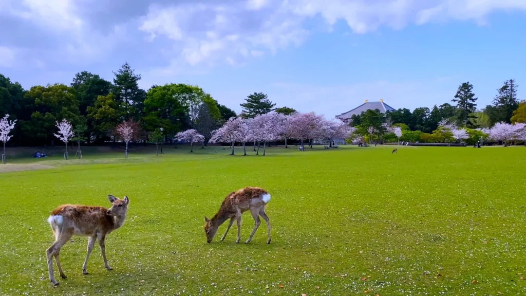 奈良公園 
